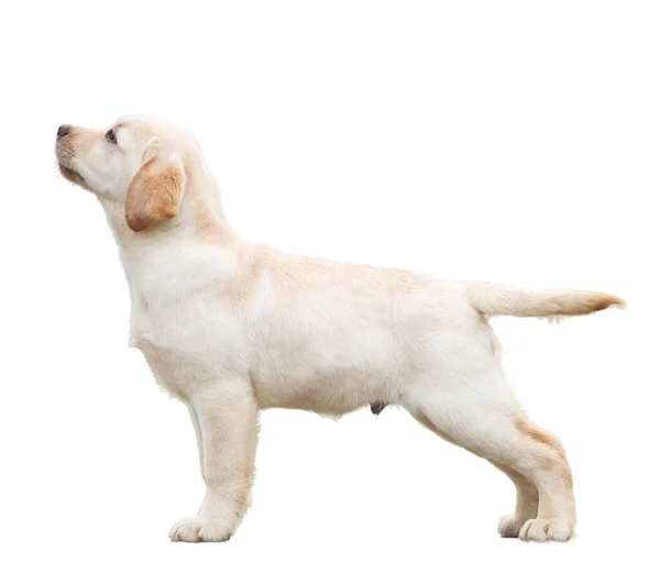 Labrador Hond Isoleren Witte Achtergrond — Stockfoto