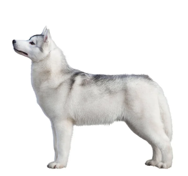 Siberische Husky Puppy Isoleren Witte Achtergrond — Stockfoto