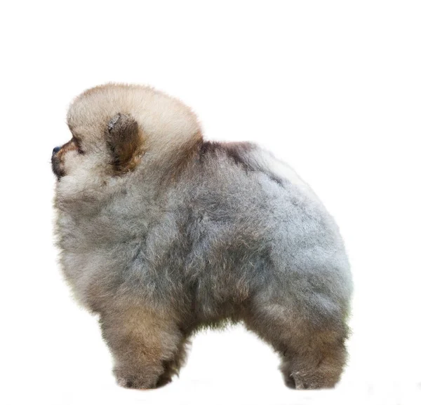 Pomeranian Spitz Aislado Sobre Fondo Blanco —  Fotos de Stock