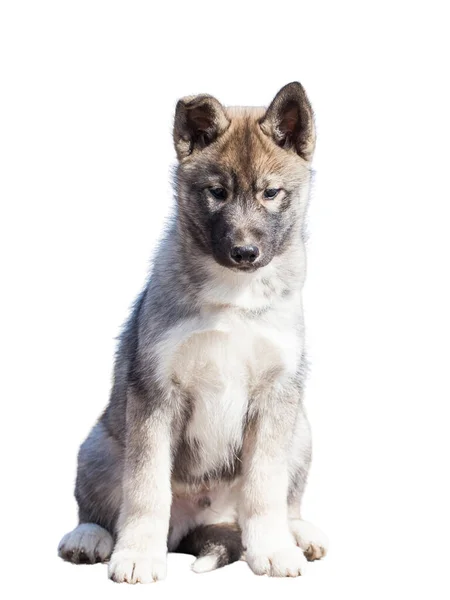 Cachorrinho Husky Siberiano Isolado Fundo Branco — Fotografia de Stock