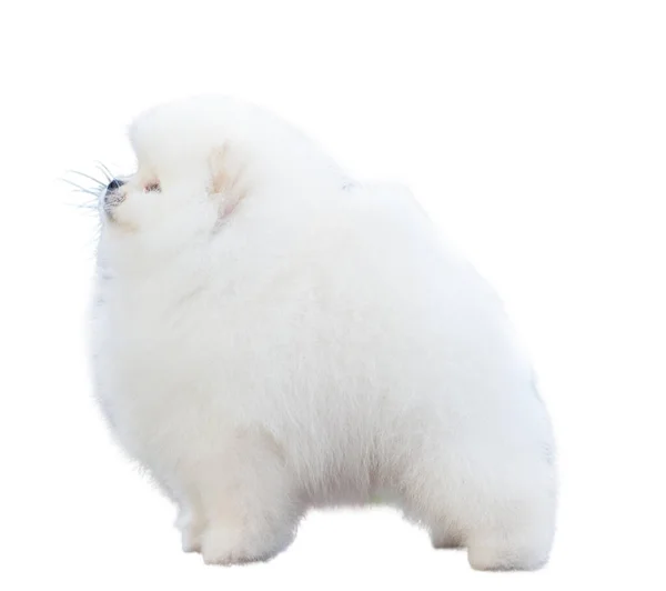 Απομόνωση Pomeranian Spitz Λευκό Φόντο — Φωτογραφία Αρχείου