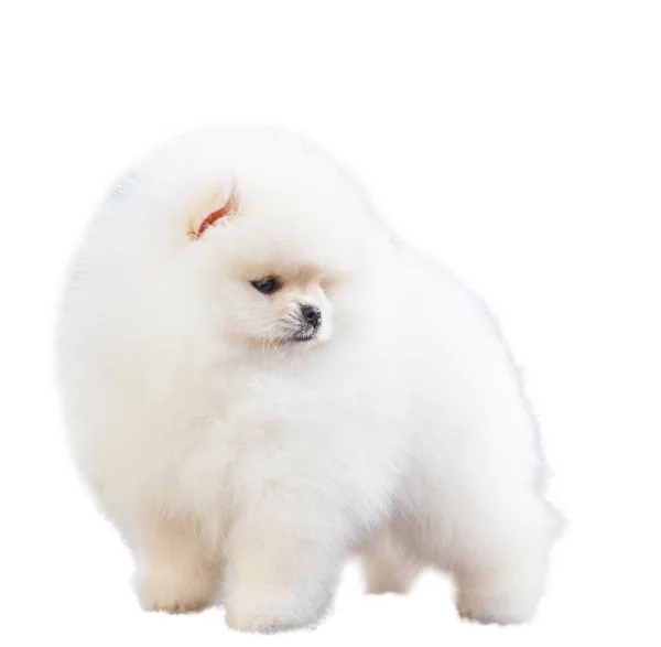 Pomeranian Spitz Isoleren Witte Achtergrond — Stockfoto