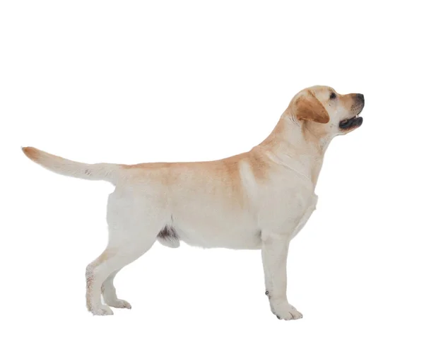 Лабрадор Собака Изолировать Белом Фоне — стоковое фото