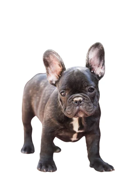 Valp Franska Bulldog Isolat Vit Bakgrund — Stockfoto
