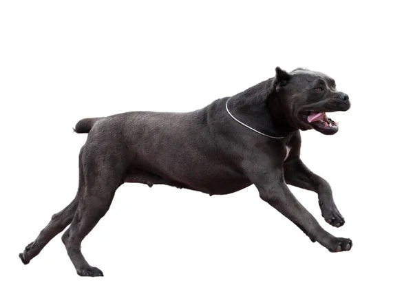 Cane Corso Hund Isolat Vit Bakgrund — Stockfoto