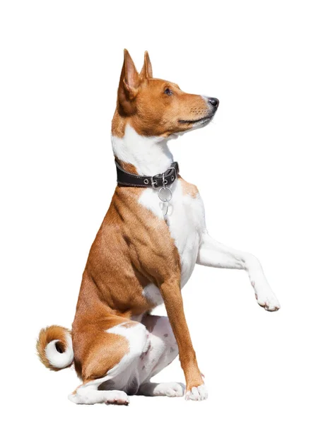 Stock image Basenji dog breed isolate on white background