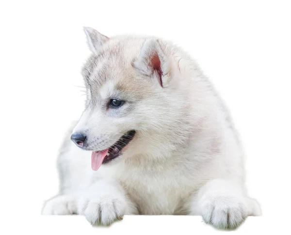 Siberische Husky Puppy Isoleren Witte Achtergrond — Stockfoto
