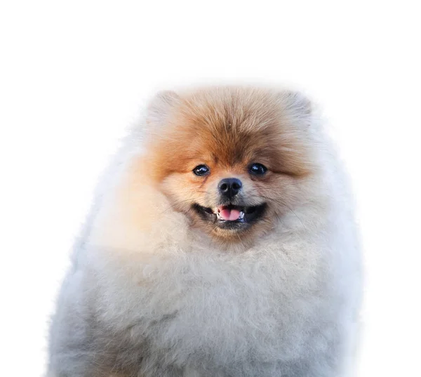 Pomeranian Spitz Isolate White Background — Stock Photo, Image