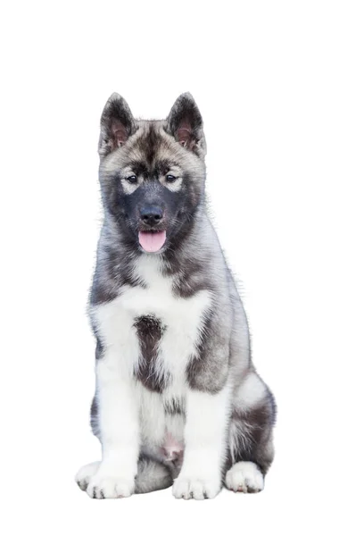 Siberiano Husky Cachorro Aislado Sobre Fondo Blanco —  Fotos de Stock