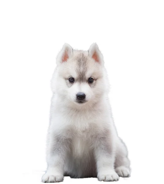 Siberiano Husky Cucciolo Isolato Sfondo Bianco — Foto Stock