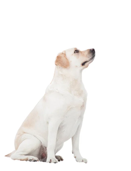 Лабрадор Собака Изолировать Белом Фоне — стоковое фото
