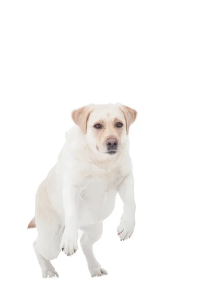Labrador Köpeği Beyaz Arkaplanda Izole Edildi — Stok fotoğraf