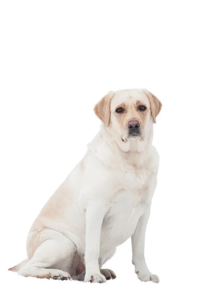 Labrador Perro Aislado Sobre Fondo Blanco —  Fotos de Stock