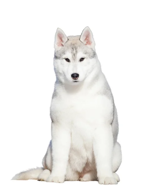 Siberian Husky Welpen Isoliert Auf Weißem Hintergrund — Stockfoto