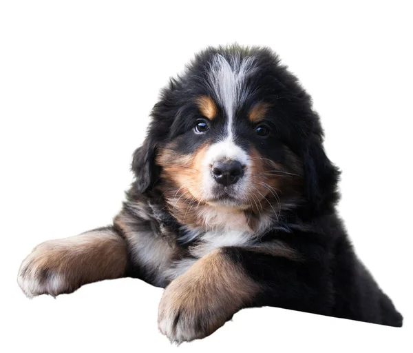 Bernese Mountain Dog Puppy Isolate White Background Stock Picture
