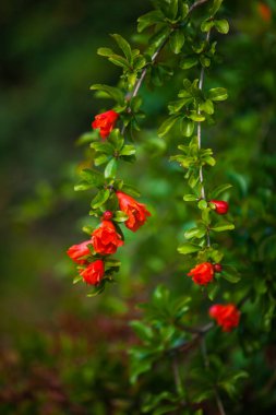 Yeşil ağaçtaki kırmızı çiçek