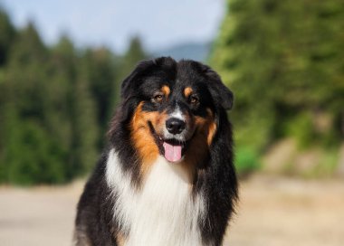 Avustralya çoban köpeği tarlada üç renk