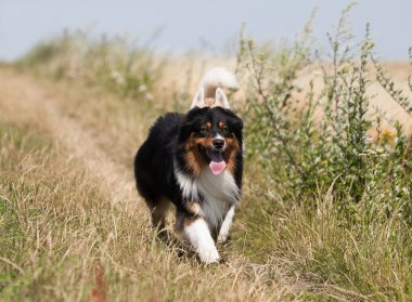 Avustralya çoban köpeği tarlada üç renk