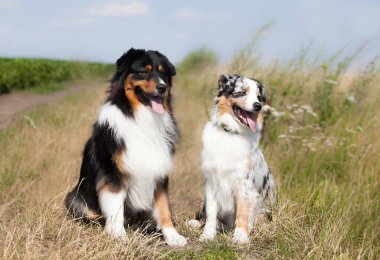 Avustralya çoban köpeği tarlada üç renk