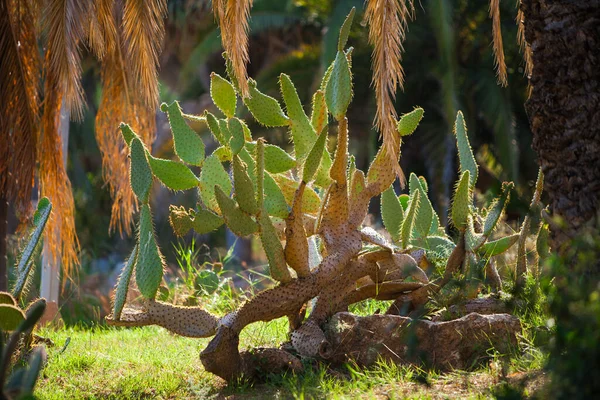 Kaktus Puutarha Barcelonassa Kesällä — kuvapankkivalokuva