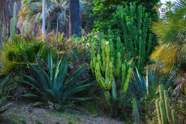 Ogród Kaktusowy Barcelonie Lecie — Zdjęcie stockowe