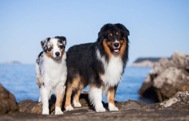 İki Avustralyalı çoban denizde kayalıklarda