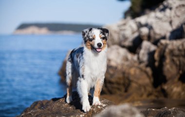 Denizdeki taşların içinde mermer bir Avustralya çoban köpeği