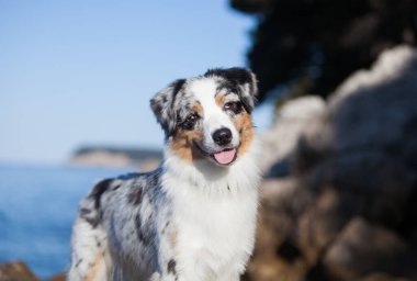 Denizdeki taşların içinde mermer bir Avustralya çoban köpeği