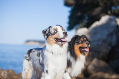 İki Avustralyalı çoban denizde kayalıklarda