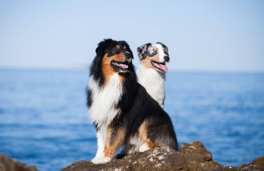 İki Avustralyalı çoban denizde kayalıklarda