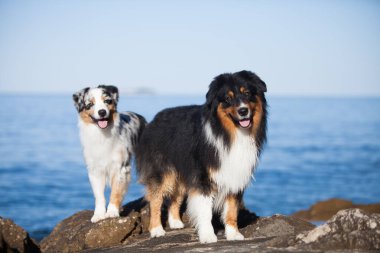 İki Avustralyalı çoban denizde kayalıklarda