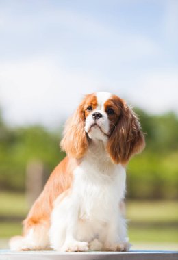 Şövalye Kral Charles Spaniel parktaki portrede