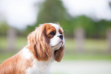 Şövalye Kral Charles Spaniel parktaki portrede