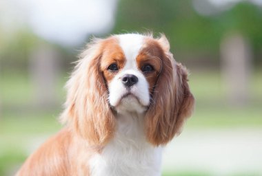 Şövalye Kral Charles Spaniel parktaki portrede