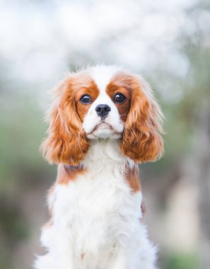 Şövalye Kral Charles Spaniel parktaki portrede