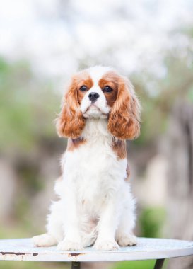 Şövalye Kral Charles Spaniel parktaki portrede