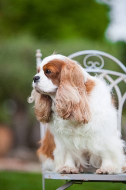 Şövalye Kral Charles Spaniel parktaki portrede