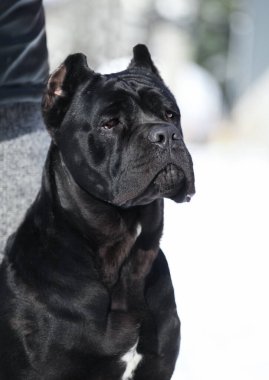 Cane Corso, dışarıdaki siyah köpek