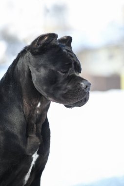 Cane Corso, dışarıdaki siyah köpek