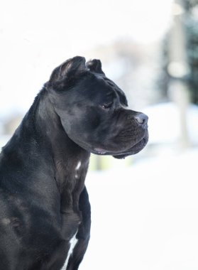 Cane Corso, dışarıdaki siyah köpek