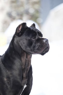 Cane Corso, dışarıdaki siyah köpek