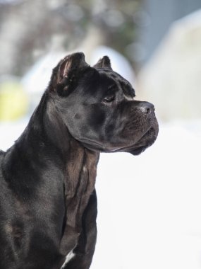 Cane Corso, dışarıdaki siyah köpek