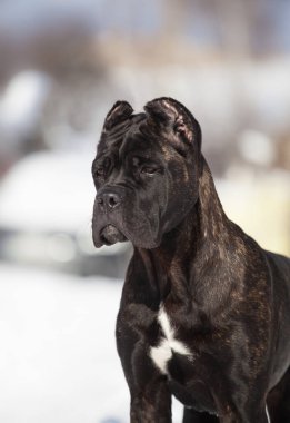 Cane Corso, dışarıdaki siyah köpek