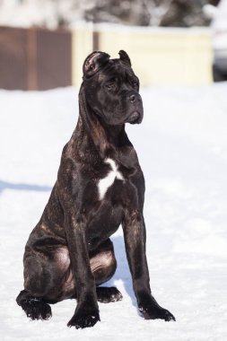 Cane Corso, dışarıdaki siyah köpek