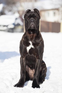 Cane Corso, dışarıdaki siyah köpek