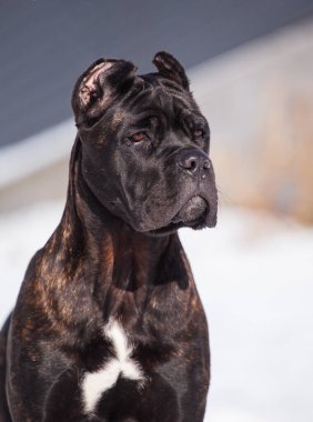 Cane Corso, dışarıdaki siyah köpek