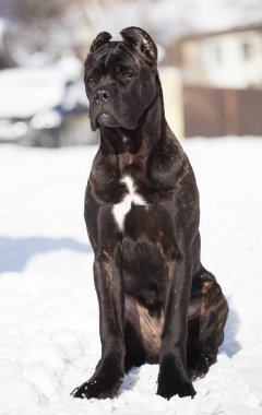 Cane Corso, dışarıdaki siyah köpek