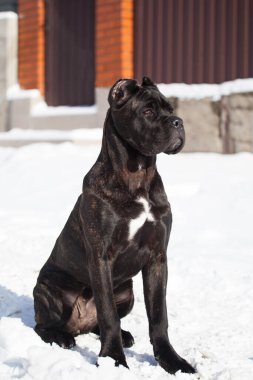 Cane Corso, dışarıdaki siyah köpek