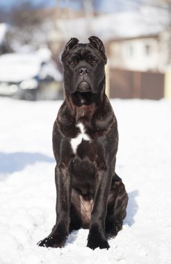 Cane Corso, dışarıdaki siyah köpek