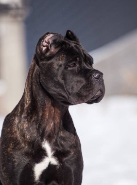Cane Corso, dışarıdaki siyah köpek